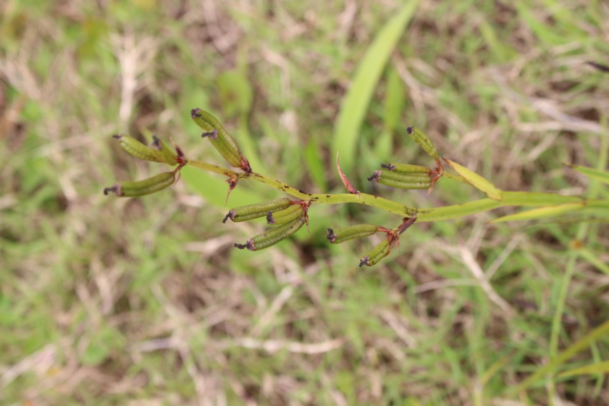 Aristea ecklonii Baker